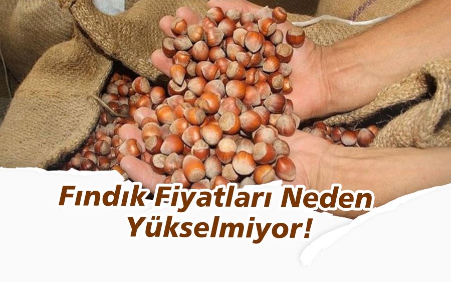 FINDIK FİYATLARI NEDEN YÜKSELMİYOR