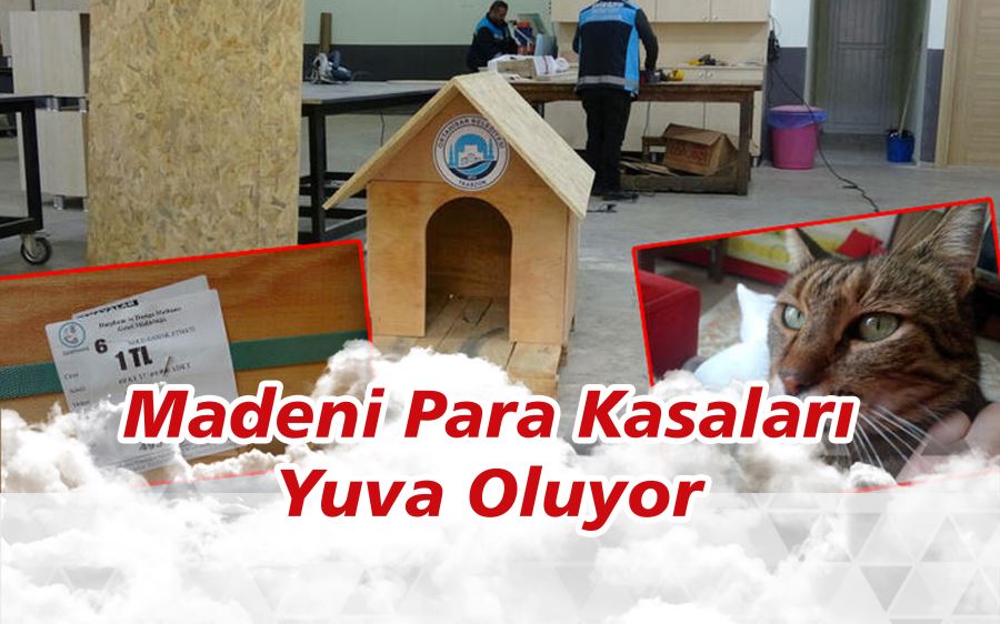 MadeniPara kasaları, ‘can dostlara’ yuva oluyor