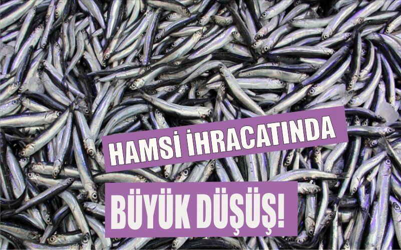 HAMSİ İHRACATINDA BÜYÜK DÜŞÜŞ!