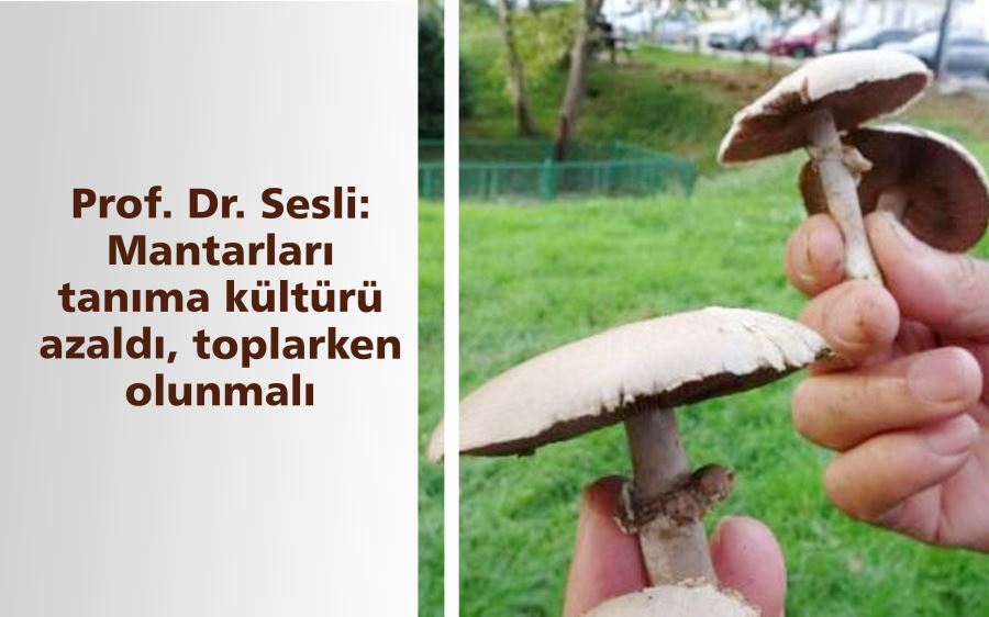 Prof. Dr. Sesli: Mantarları tanıma kültürü azaldı, toplarken dikkatli olunmalı