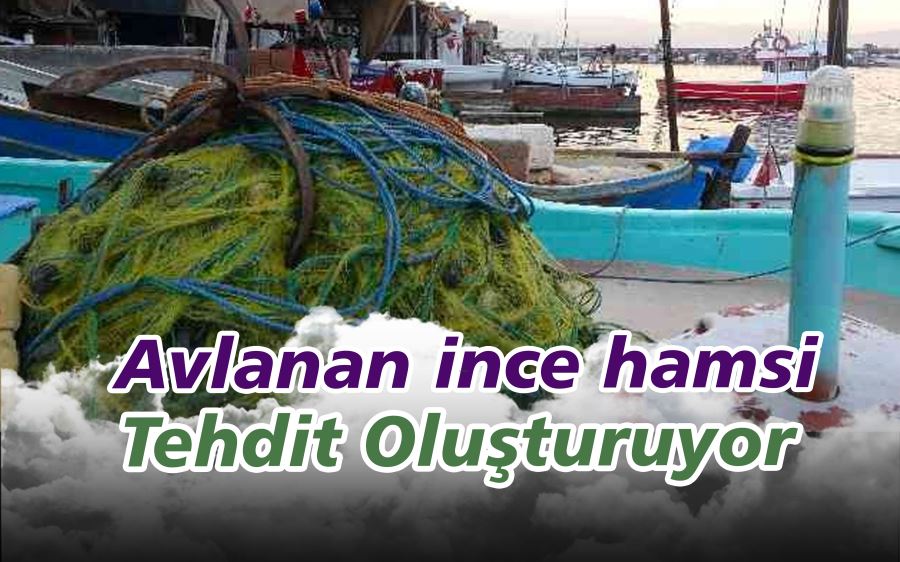 İNCE HAMSİ DİĞER BALIK ÇEŞİTLERİNİ TEHDİT EDİYOR