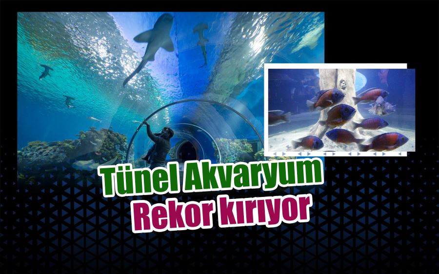 Tünel Akvaryum