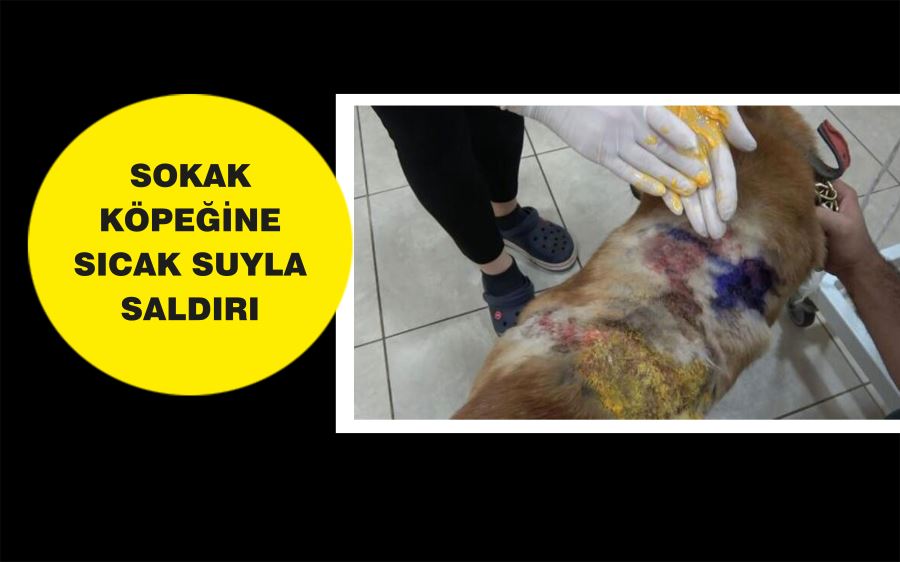 Sokak köpeğine kaynar suyla saldırı