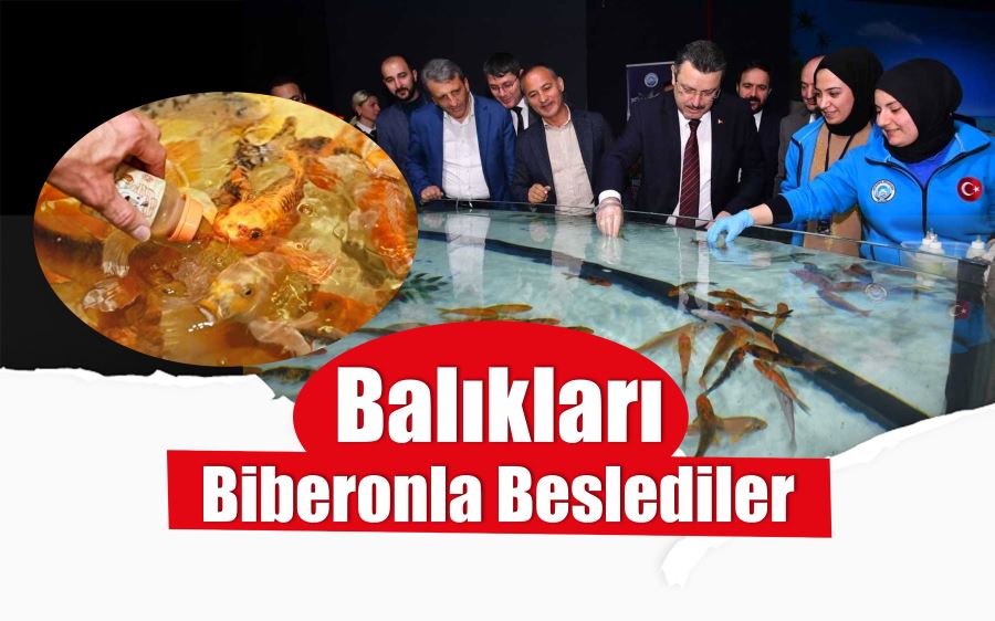 Balıkları biberonla beslediler