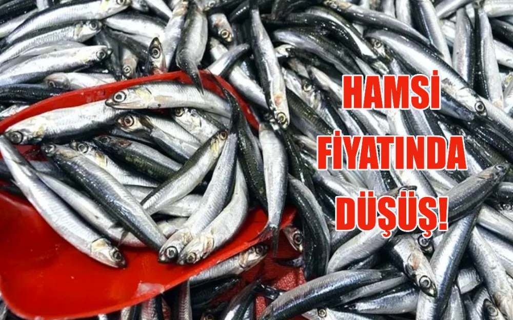 HAMSİ FİYATINDA  DÜŞÜŞ!