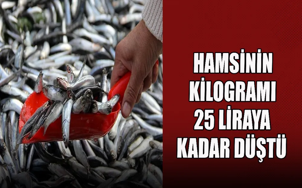 HAMSİNİN  KİLOGRAMI  25 LİRAYA  KADAR DÜŞTÜ