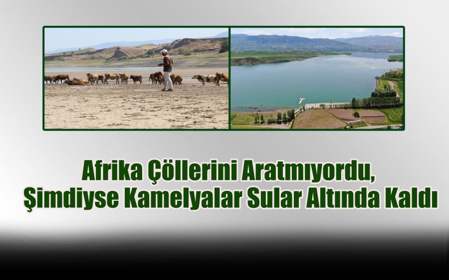 Afrika Çöllerini Aratmıyordu,   Şimdiyse Kamelyalar Sular Altında Kaldı