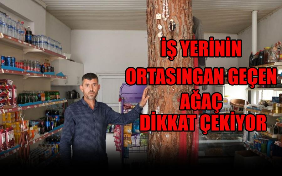 İŞ YERİNİN  ORTASINGAN GEÇEN  AĞAÇ DİKKAT ÇEKİYOR