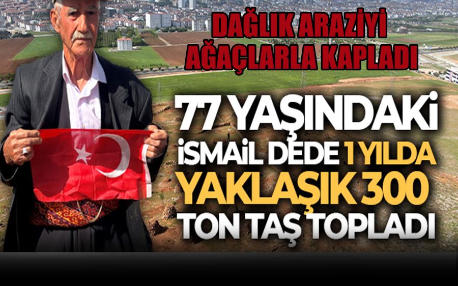 DAĞLIK ARAZİYİ   AĞAÇLARLA KAPLADI