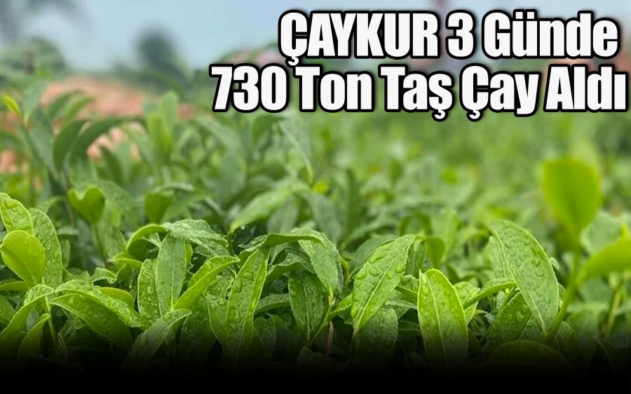 ÇAYKUR 3 Günde  730 Ton Taş Çay Aldı