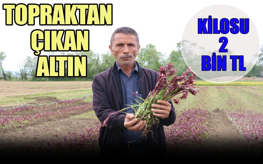 TOPRAKTAN  ÇIKAN  ALTIN