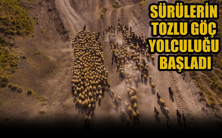 SÜRÜLERİN  TOZLU GÖÇ YOLCULUĞU  BAŞLADI