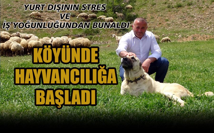 KÖYÜNDE  HAYVANCILIĞA  BAŞLADI