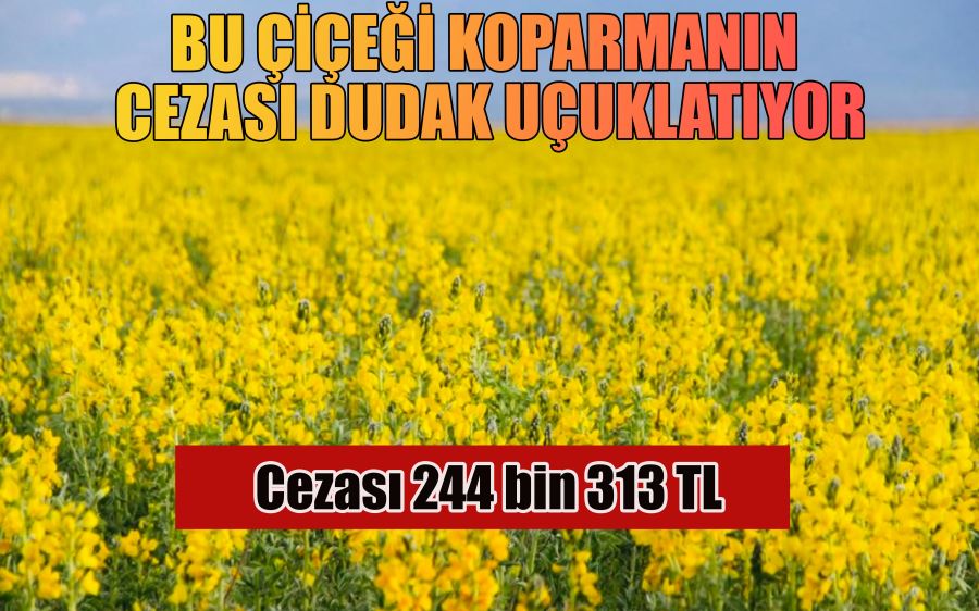 BU ÇİÇEĞİ KOPARMANIN  CEZASI DUDAK UÇUKLATIYOR