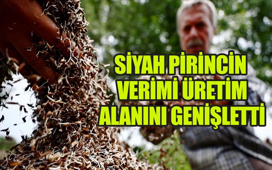 SİYAH PİRİNCİN VERİMİ ÜRETİM ALANINI GENİŞLETTİ