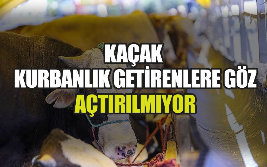 KAÇAK KURBANLIK GETİRENLERE GÖZ  AÇTIRILMIYOR