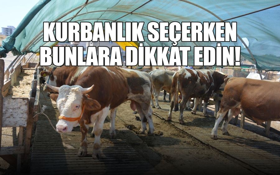 KURBANLIK SEÇERKEN BUNLARA DİKKAT EDİN!