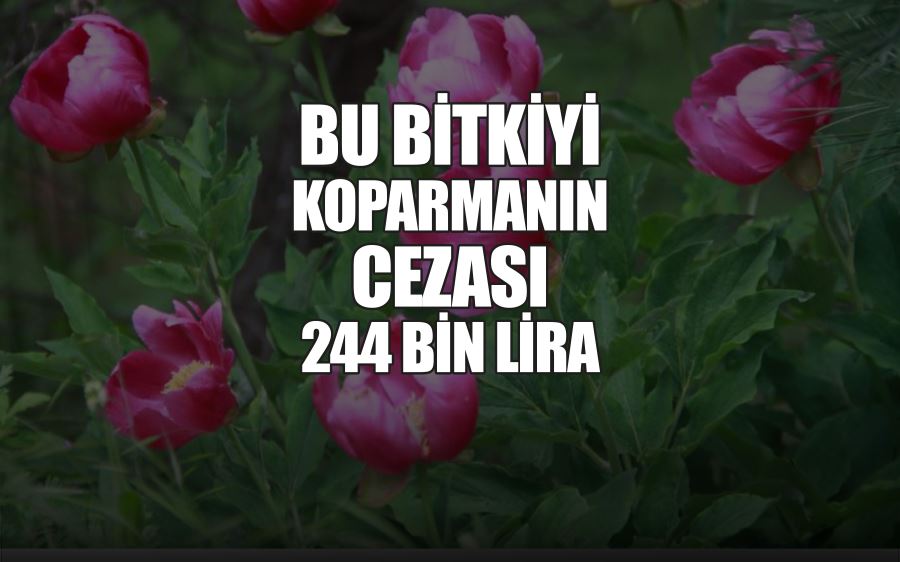 BU BİTKİYİ KOPARMANIN CEZASI 244 BİN LİRA