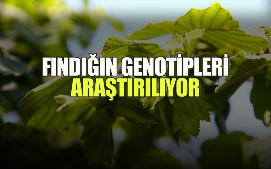 FINDIĞIN GENOTİPLERİ ARAŞTIRILIYOR