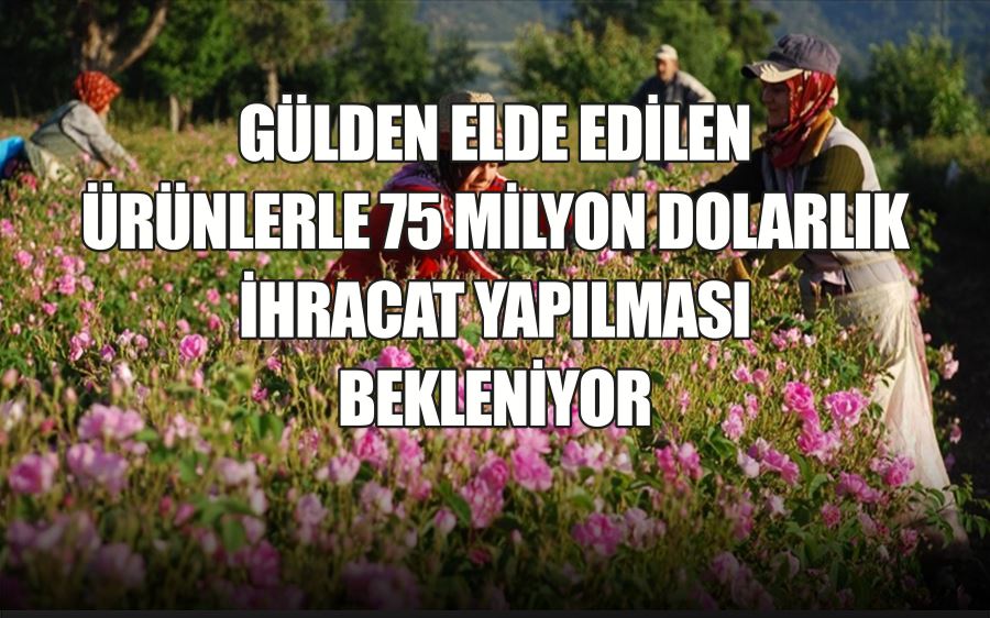 GÜLDEN ELDE EDİLEN ÜRÜNLERLE 75 MİLYON DOLARLIK  İHRACAT YAPILMASI BEKLENİYOR