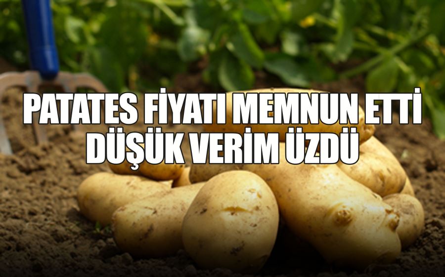 PATATES FİYATI MEMNUN  ETTİ DÜŞÜK VERİM ÜZDÜ