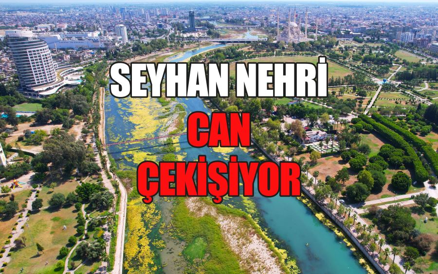 SEYHAN NEHRİ CAN ÇEKİŞİYOR