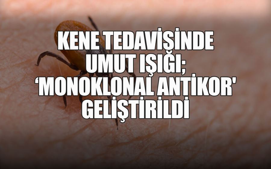 KENE TEDAVİSİNDE UMUT IŞIĞI;  ‘MONOKLONAL ANTİKOR