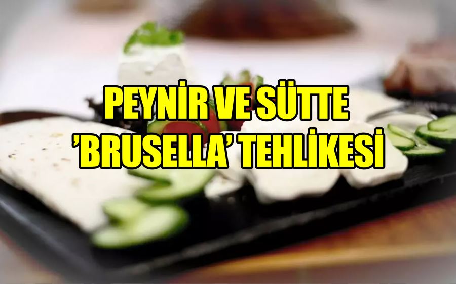 Peynir ve sütte ’brusella’ tehlikesi