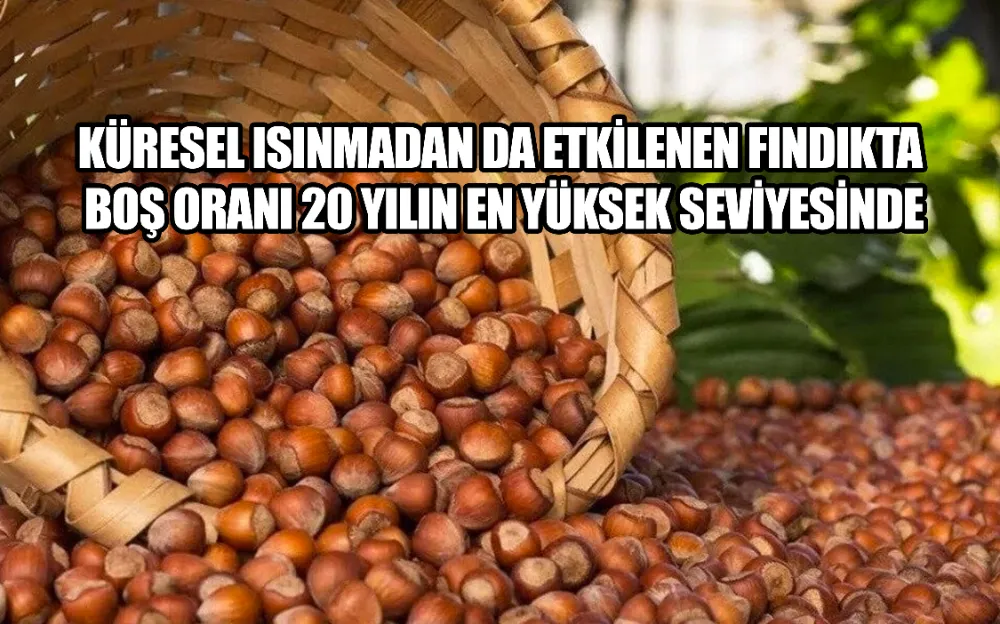 Küresel ısınmadan da etkilenen fındıkta ‘boş’ oranı 20 yılın en yüksek seviyesinde