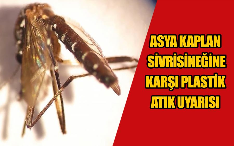 Asya kaplan sivrisineğine karşı plastik atık uyarısı