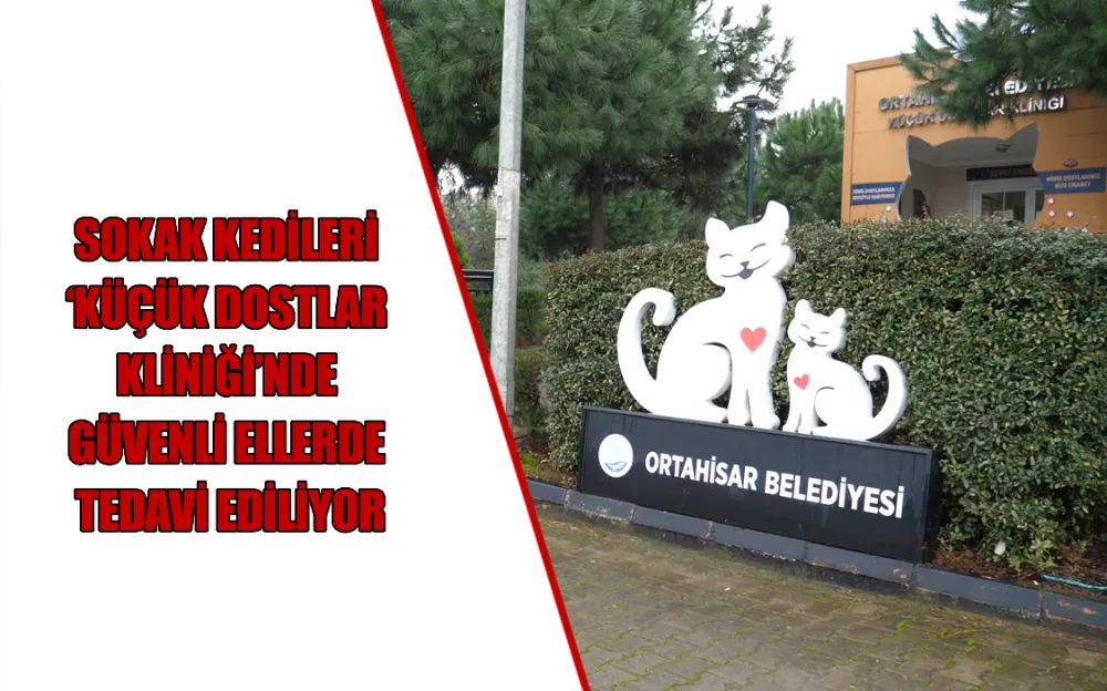 SOKAK KEDİLERİ ‘KÜÇÜK DOSTLAR KLİNİĞİ’NDE GÜVENLİ ELLERDE TEDAVİ EDİLİYOR