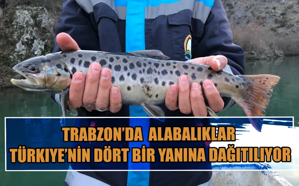 TRABZON’DA YETİŞTİRLEN ALABALIKLAR TÜRKİYE’NİN DÖRT BİR YANINA DAĞITILIYOR