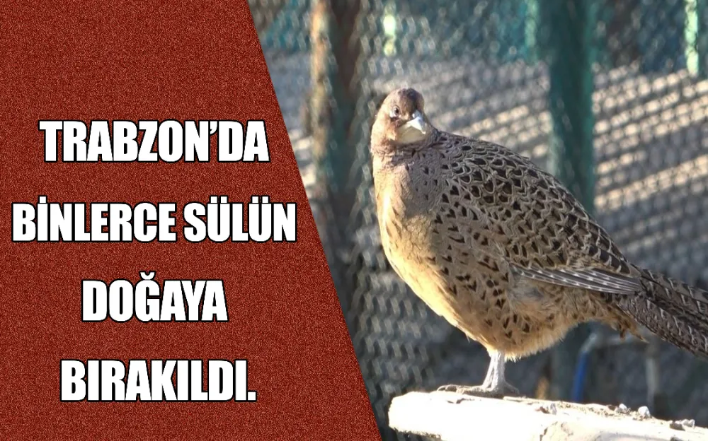 TRABZON’DA BİNLERCE SÜLÜN DOĞAYA BIRAKILDI. 