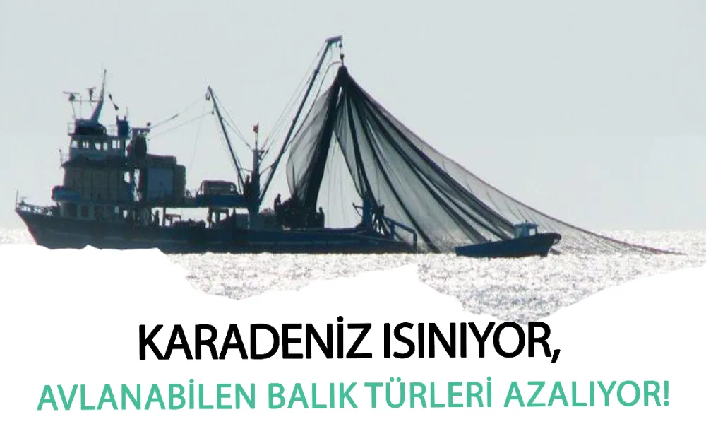 KARADENİZ ISINIYOR, AVLANABİLEN BALIK TÜRLERİ AZALIYOR!