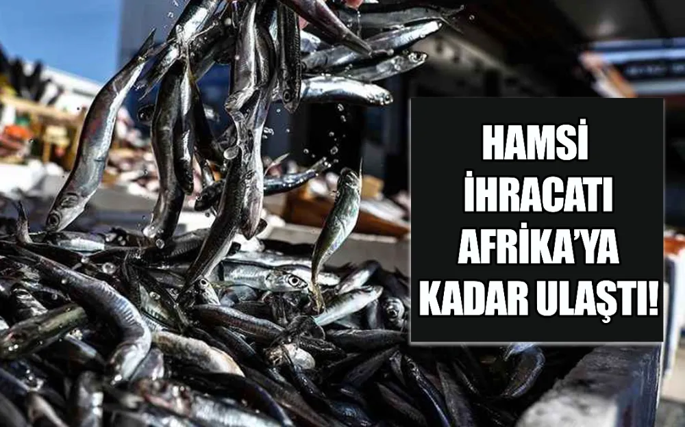 HAMSİ İHRACATI AFRİKA’YA KADAR ULAŞTI!