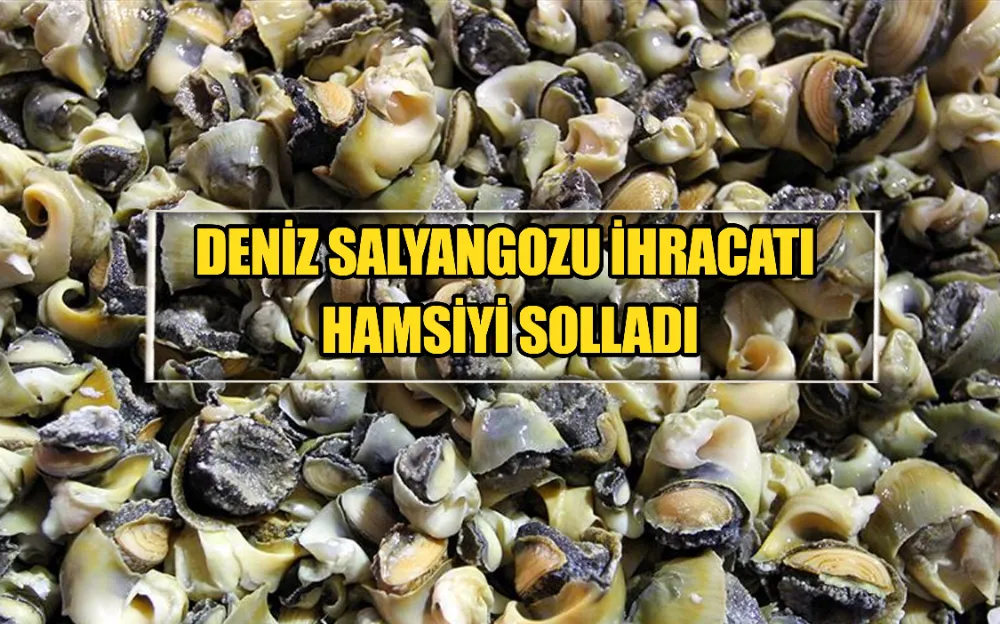 DENİZ SALYANGOZU İHRACATI HAMSİYİ SOLLADI