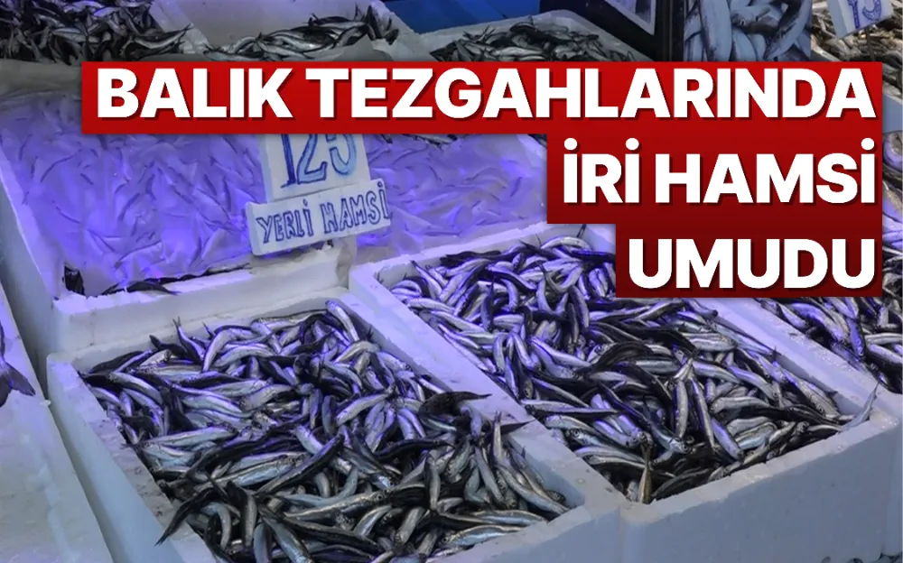 Balık tezgahlarında iri hamsi umudu