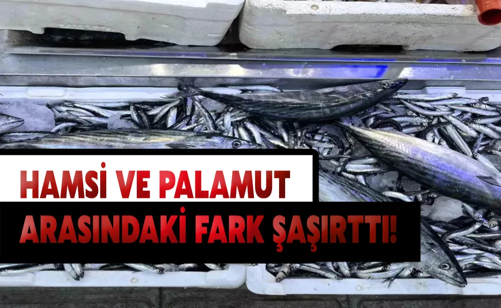 Hamsi ve palamut arasındaki fark şaşırttı!