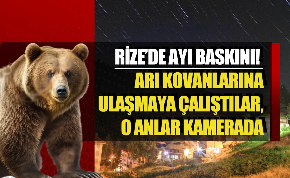 Rize’de ayı baskını! Arı kovanlarına ulaşmaya çalıştılar, o anlar kamerada