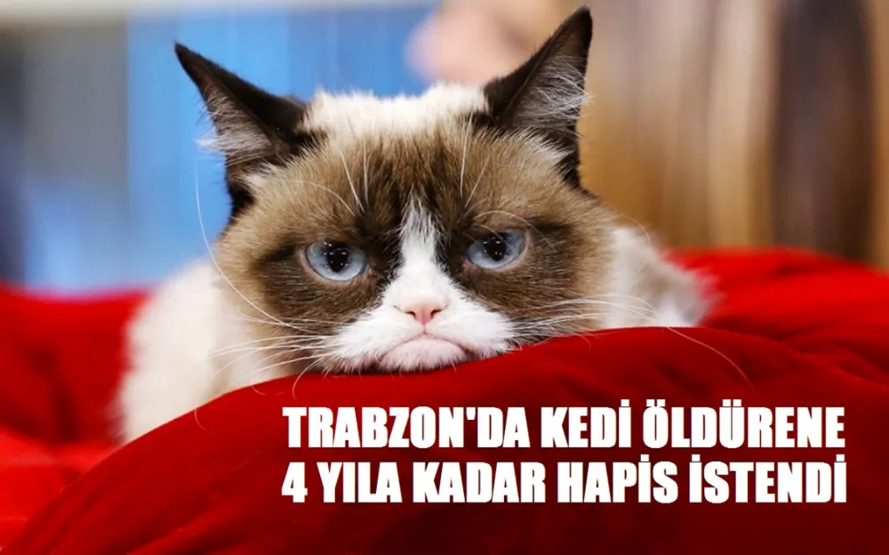 KEDİ ÖLDÜRENE 4 YIL HAPİS İSTENDİ