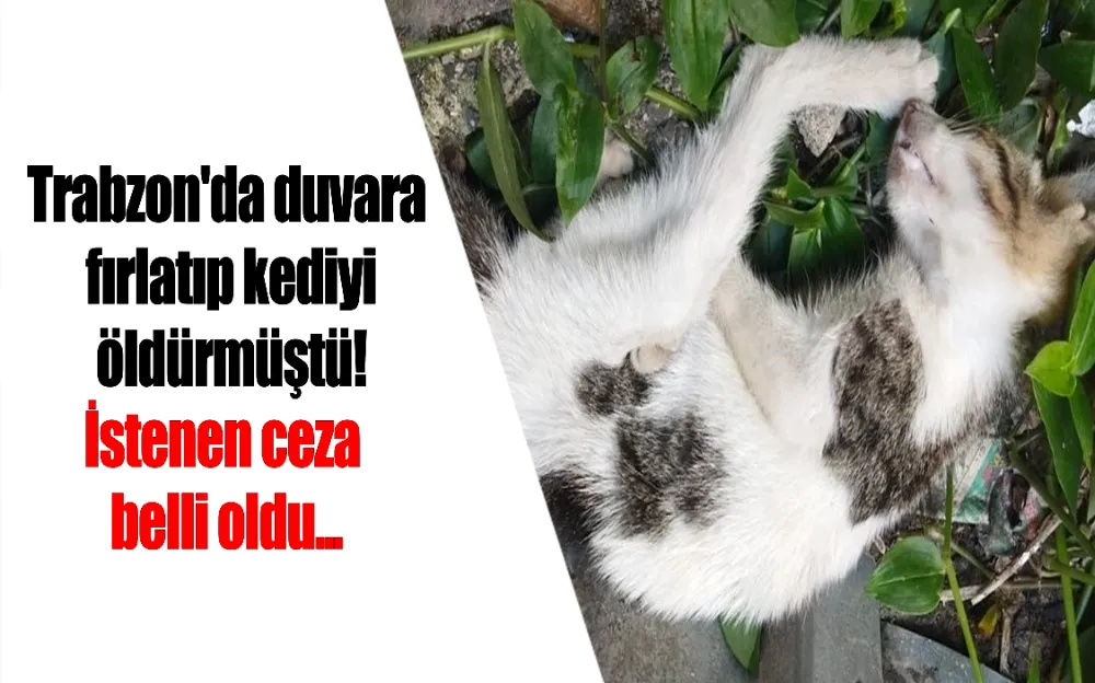 KEDİ ÖLDÜRENE 4 YIL HAPİS İSTENDİ!