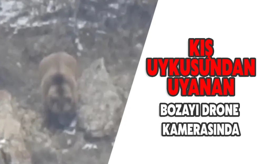 KIŞ UYKUSUNDAN UYANAN BOZAYI DRONE KAMERASINDA