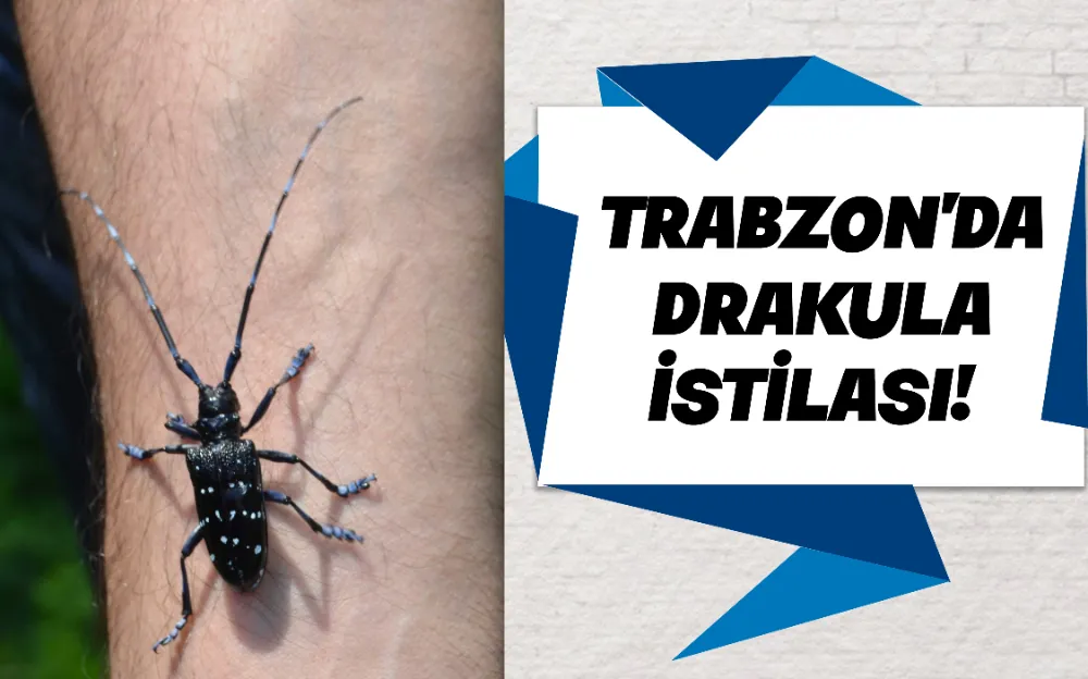 Trabzon’da drakula istilası! 4 bin hektardan fazla …