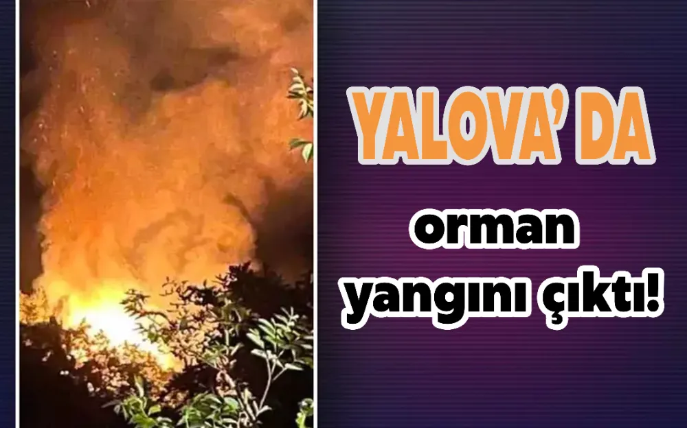 YALOVA’DA ORMAN YANGINI  ÇIKTI!