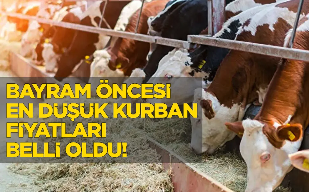 BAYRAM ÖNCESİ EN DÜŞÜK KURBAN  FİYATLARI BELLİ OLDU!