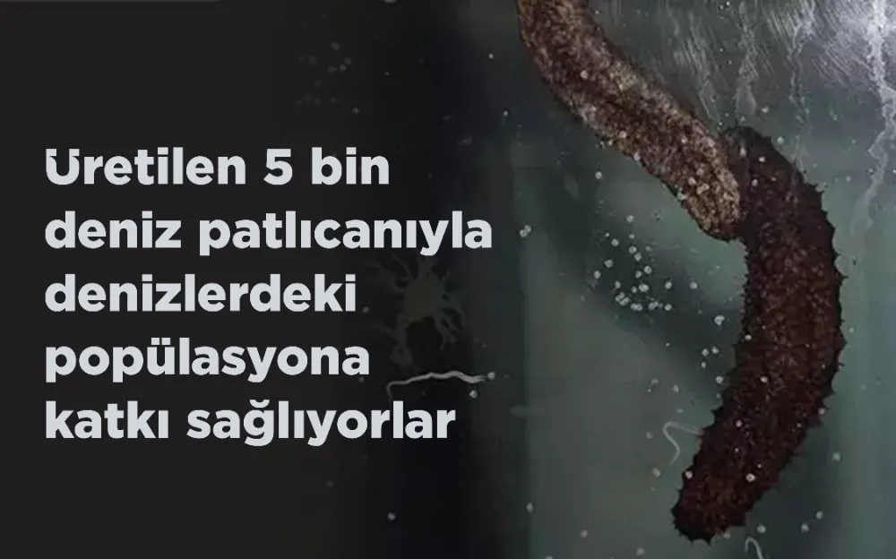 Üretilen 5 bin deniz patlıcanıyla denizlerdeki popülasyona katkı sağlıyorlar