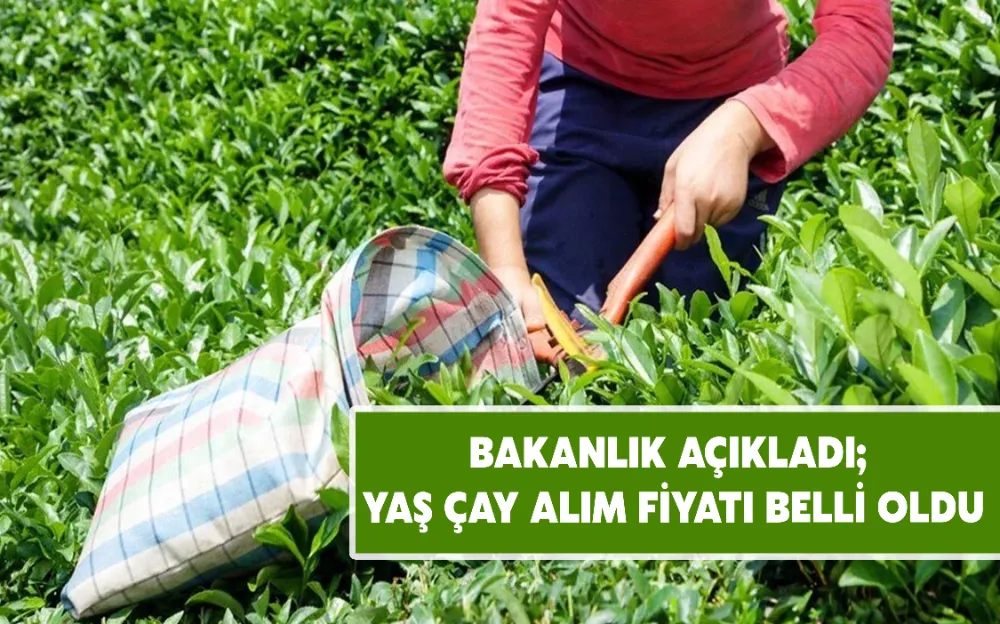 BAKANLIK AÇIKLADI; YAŞ ÇAY ALIM FİYATI BELLİ OLDU!