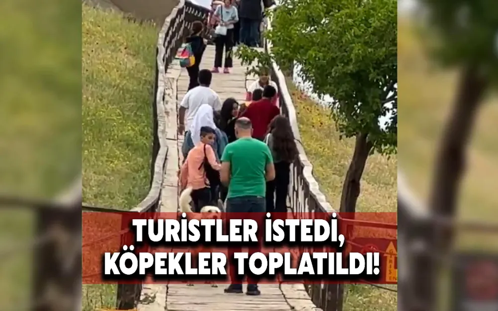 TURİSTLER İSTEDİ, KÖPEKLER TOPLATILDI!