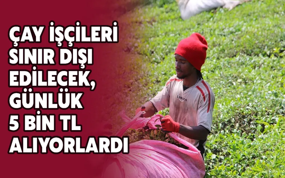 ÇAY İŞÇİLERİ SINIR DIŞI EDİLECEK, GÜNLÜK 5 BİN TL ALIYORLARDI!