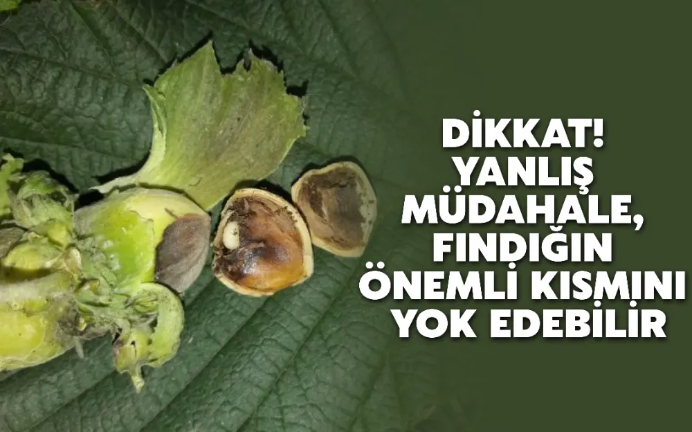 DİKKAT! YANLIŞ MÜDAHALE, FINDIĞIN ÖNEMLİ KISMINI YOK EDEBİLİR